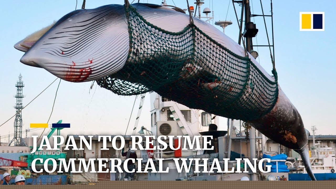 Japan Resume Whaling: Navigating the Controversy and Impacts on Marine Conservation